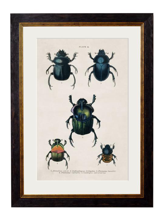 Studies of Beetles