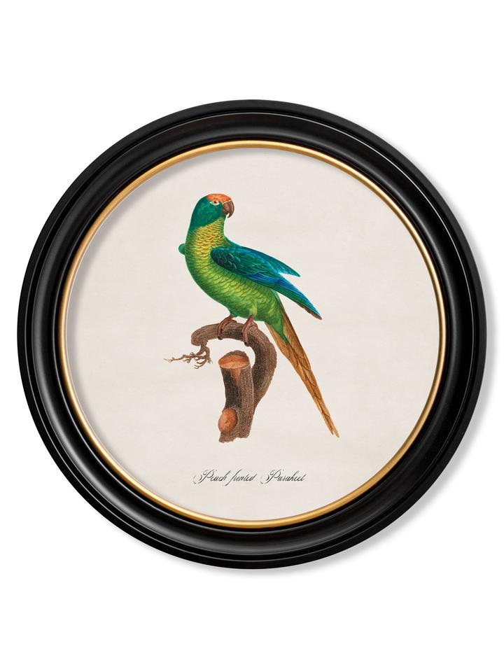 Collection of Parrots 2 - Round Frame
