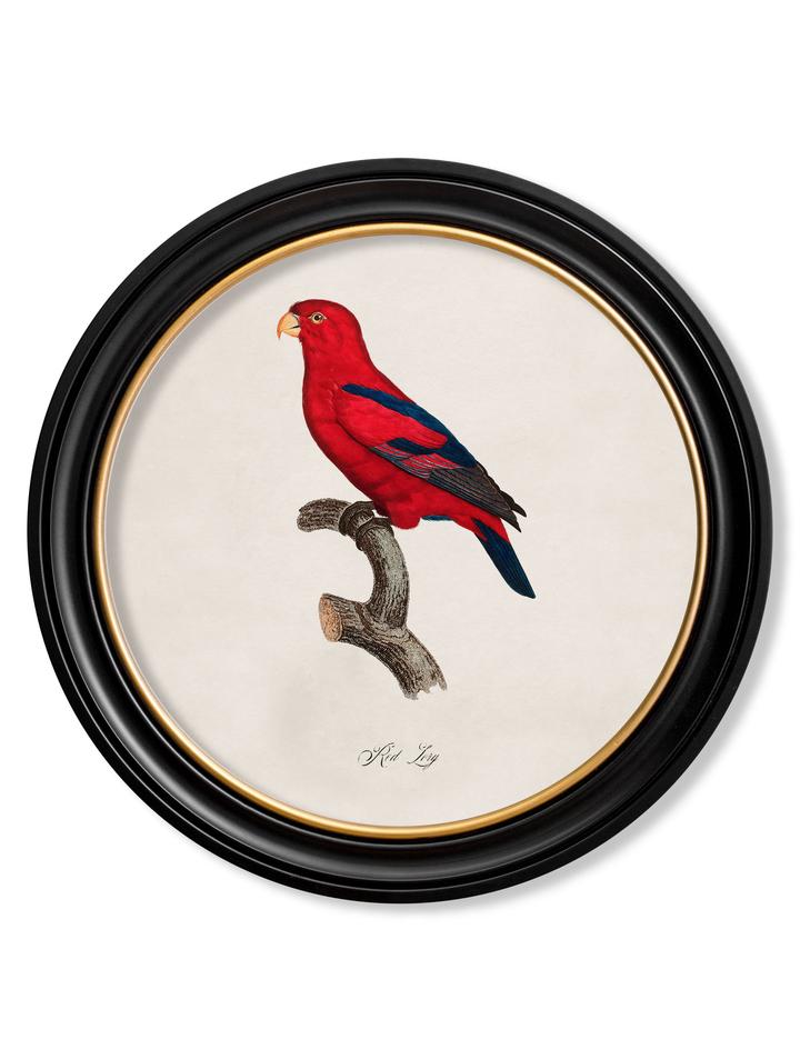 Collection of Parrots 2 - Round Frame