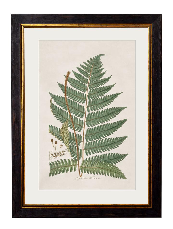 Collection of Ferns