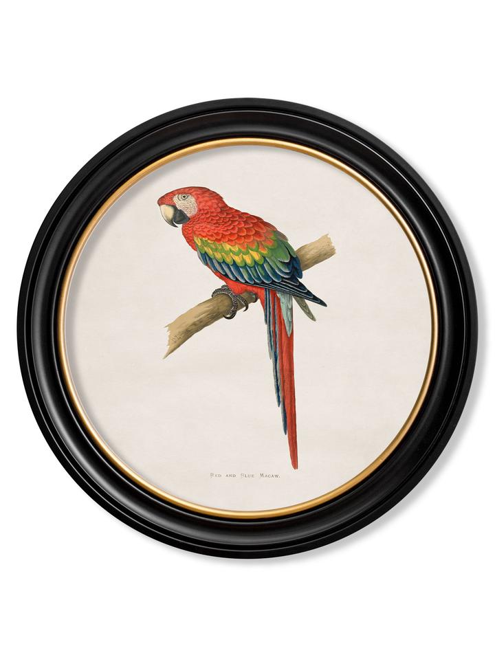 Collection of Macaws - Round Frame