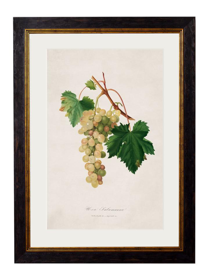 Collection of Botanical Grapes