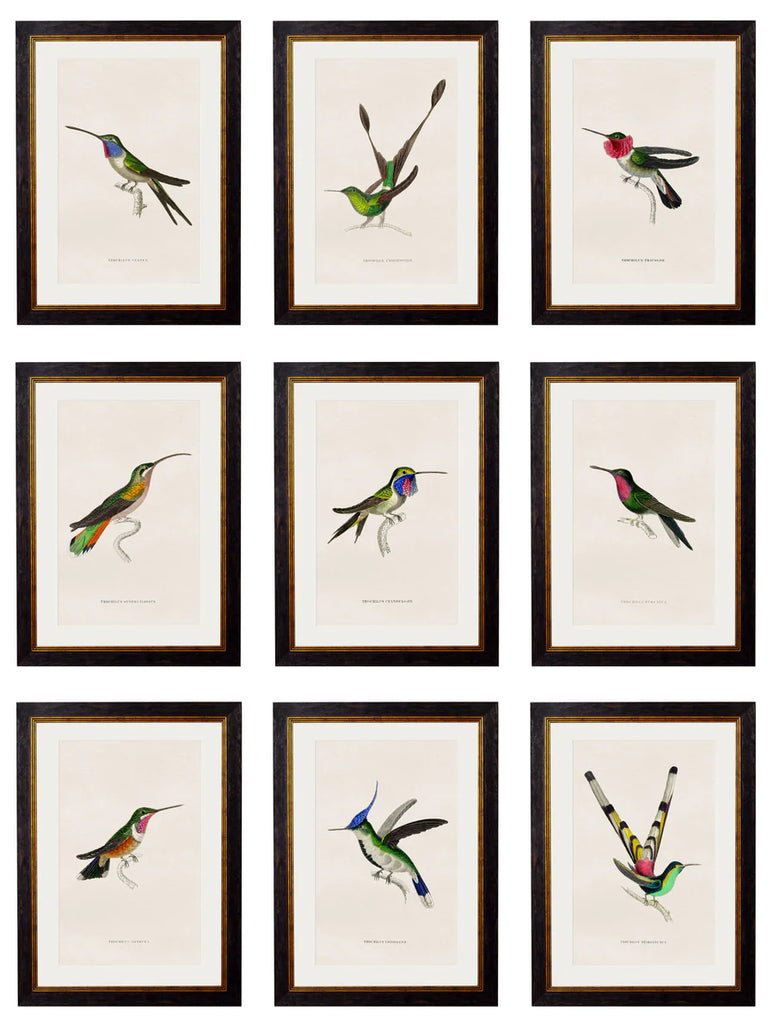 Collection of Hummingbirds