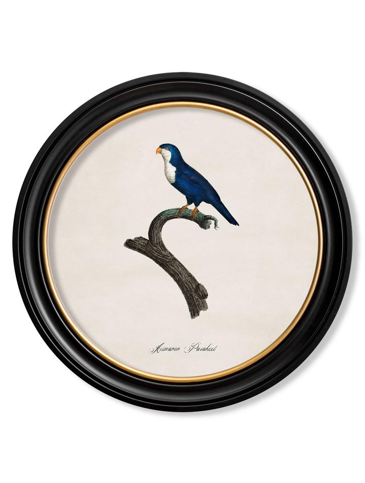 Collection of Parrots - Round Frame