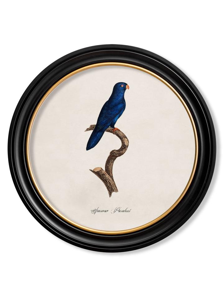 Collection of Parrots - Round Frame