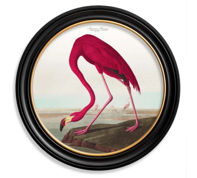 Audubon's Flamingo