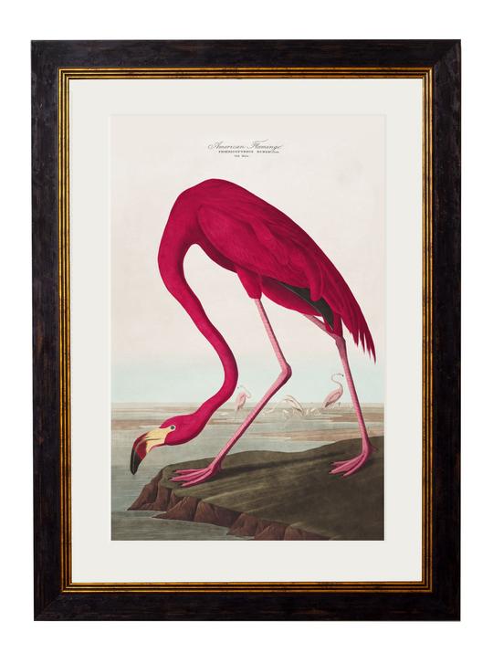Audubon's Flamingo