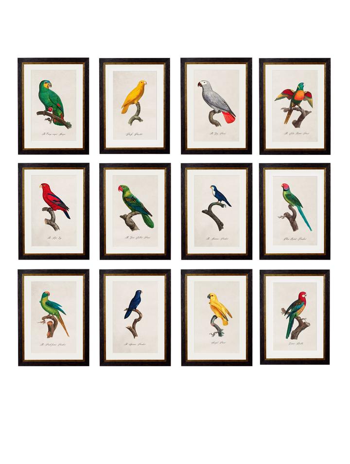 Collection of 12 Different Parrots